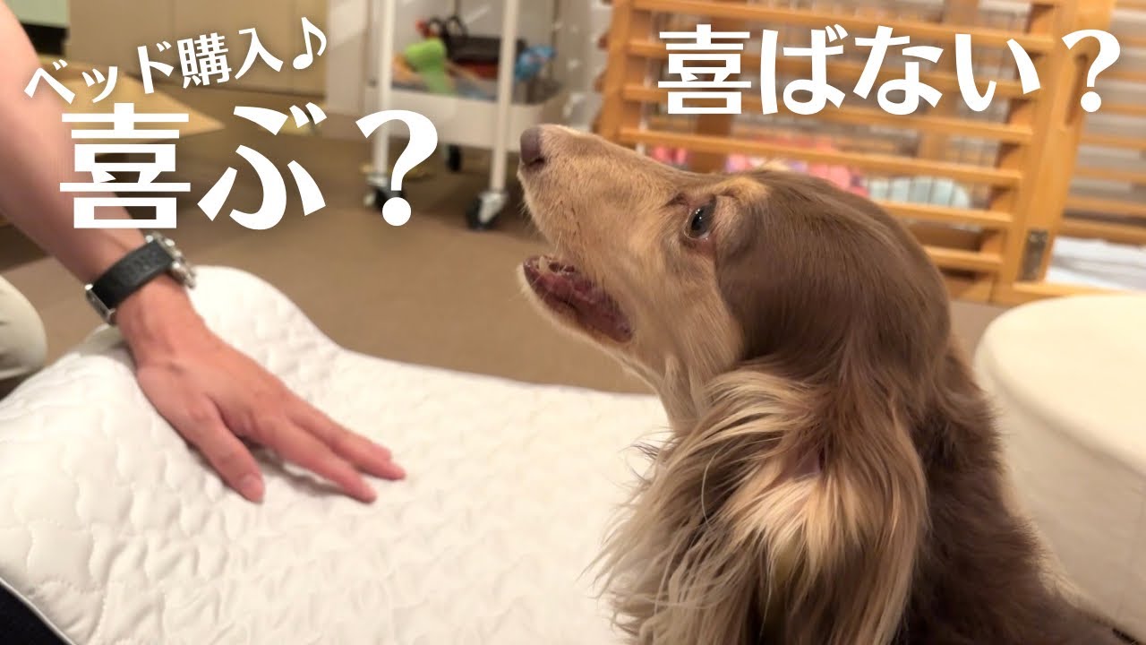 愛犬にトゥルースリーパーの高級犬用ベッドをプレゼントしたら喜ぶ？喜ばない？