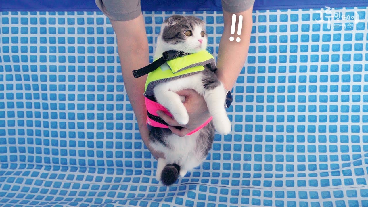 수영장에 취직한 고양이 ㅋㅋㅋ
