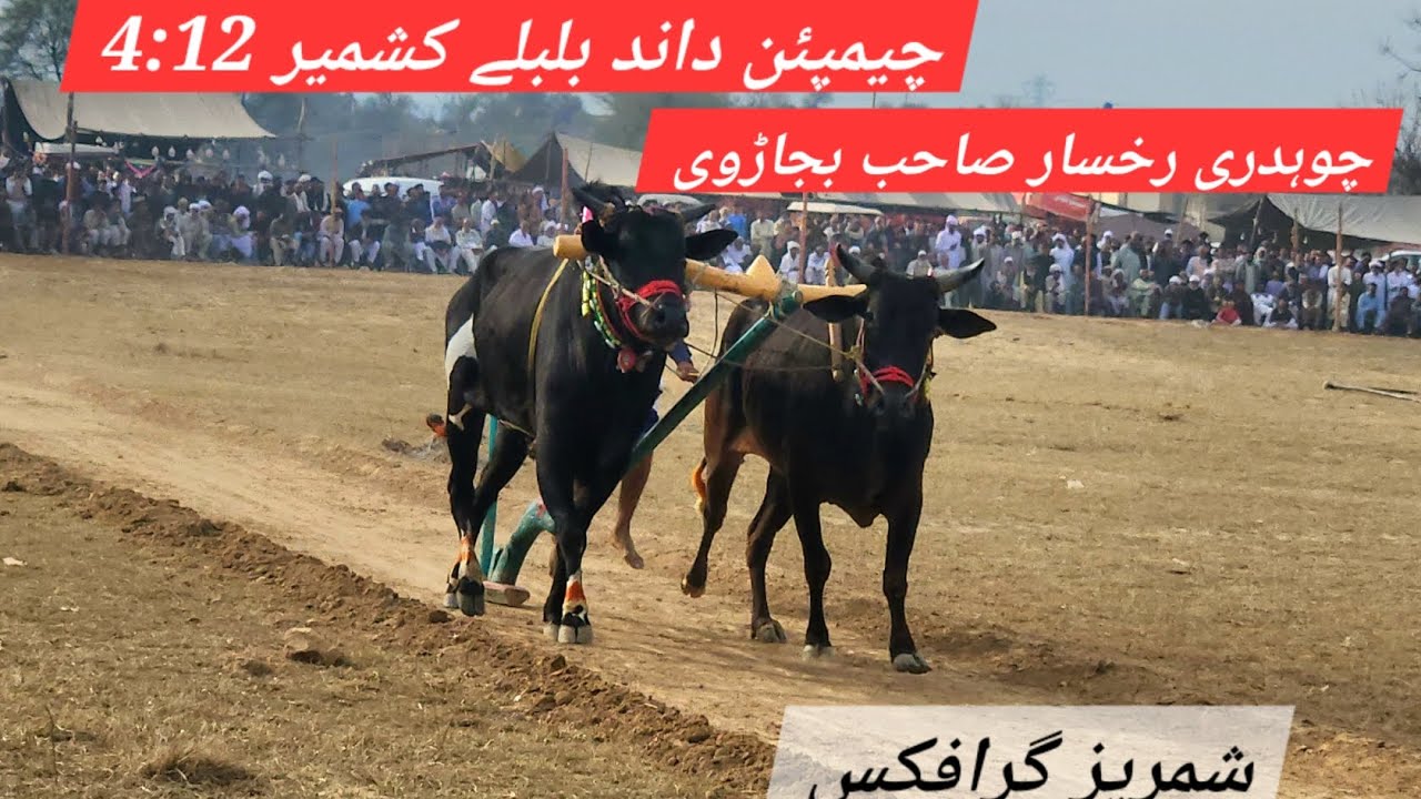 Dand champion bulbuly | ch rukhsar bajarvi | mela baraghwa 2026