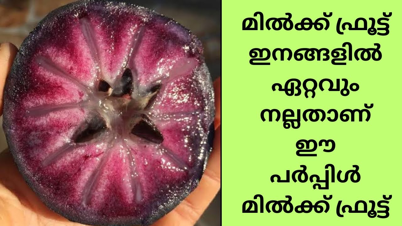 PURPLE MILK FRUIT || 9496023400