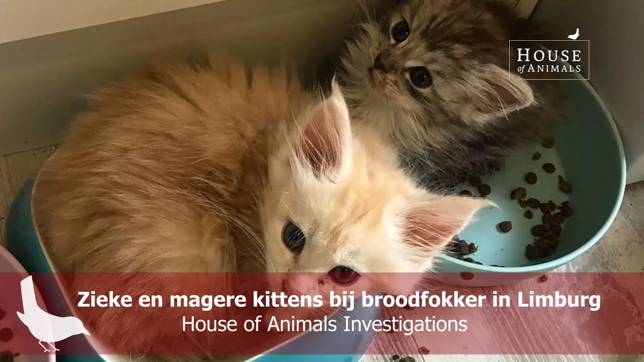 Zieke en magere kittens bij broodfokker in Limburg - House of Animals Investigations
