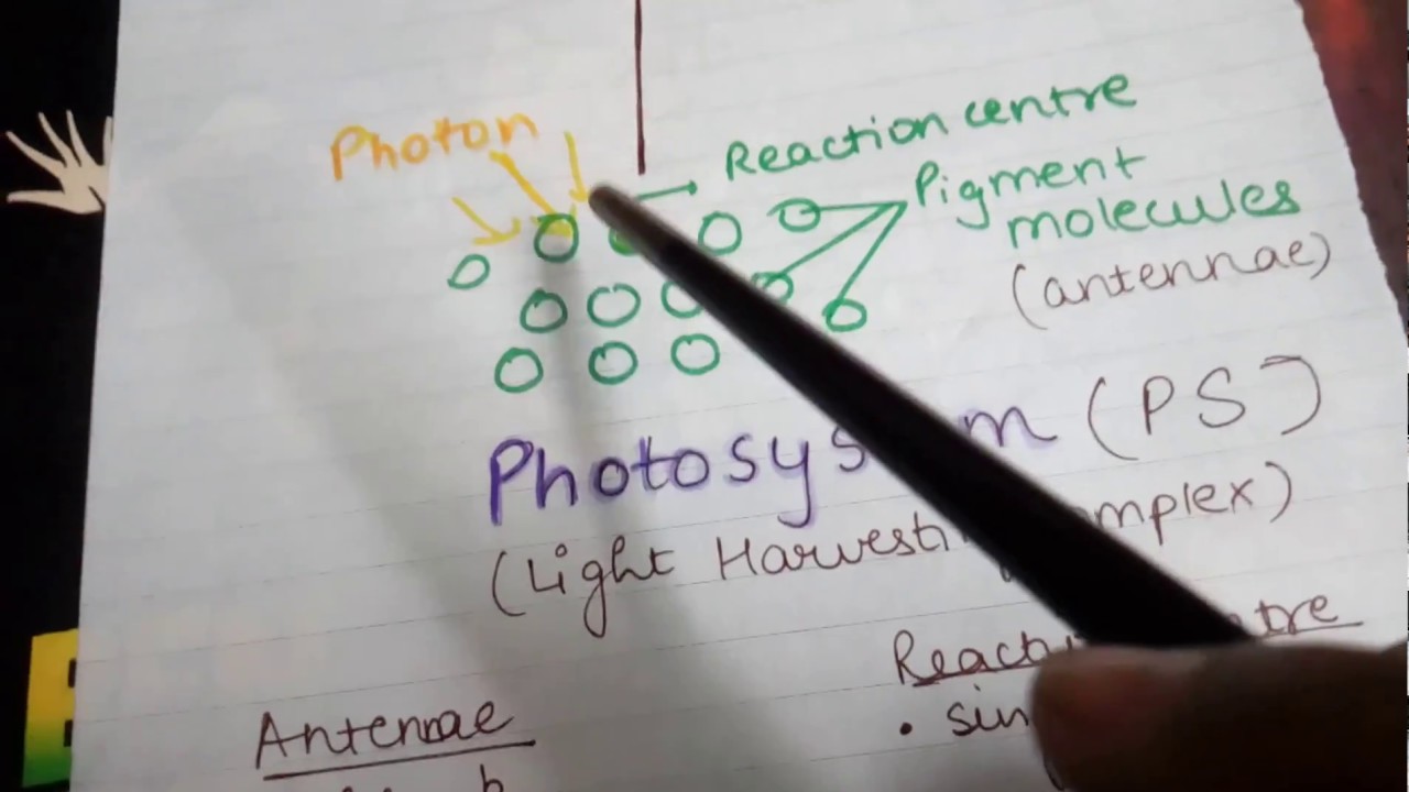 Photosystem- Structure, components and types