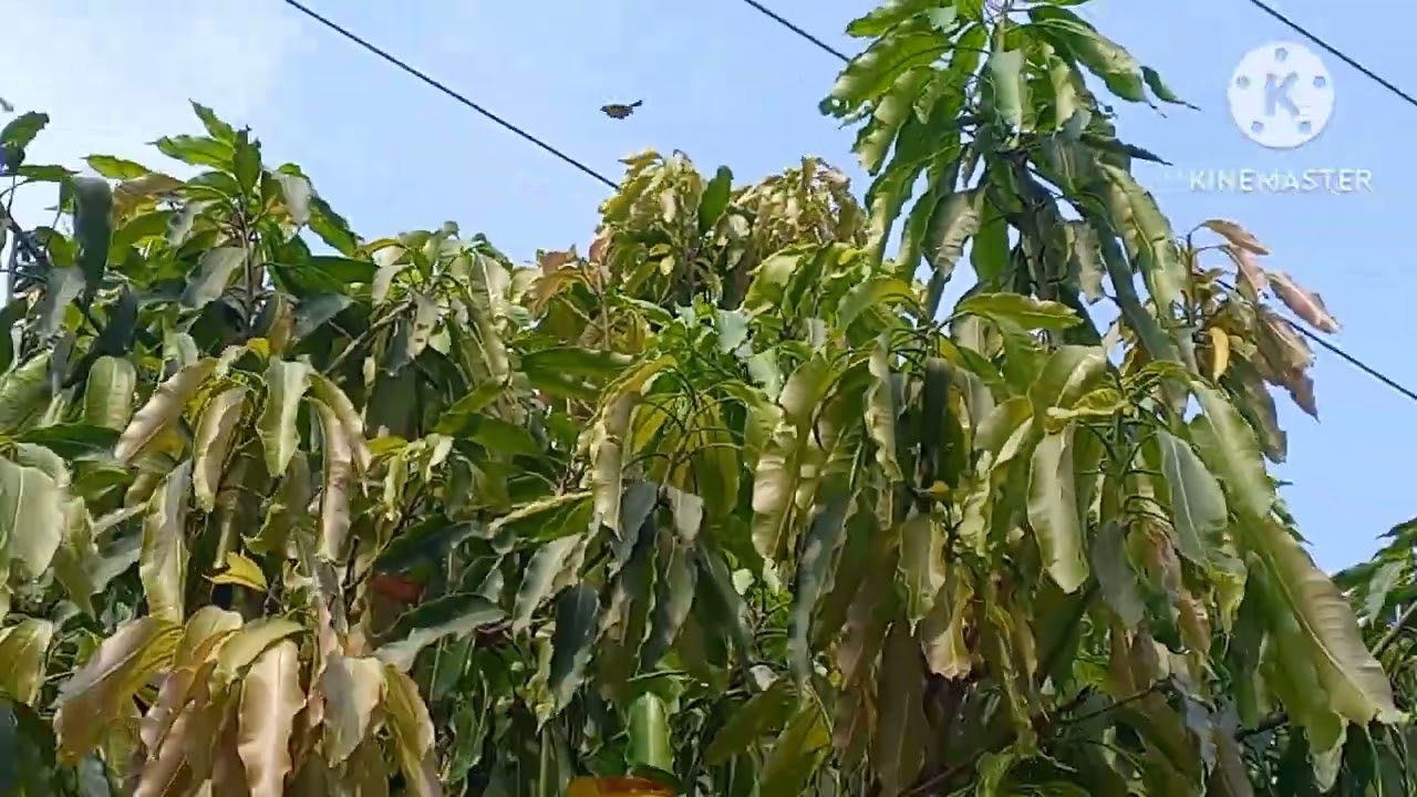 Bẫy Chim huýt cô đầu đen ở Trà Vinh, được 1 Bé Chuyền Xanh lên đầu đen thui.