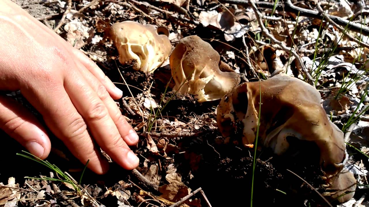Seta de Primavera : HELVELLA ACETABULUM