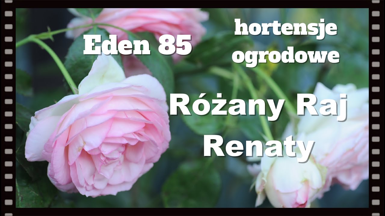 Hortensje ogrodowe, spacer aleją, co słychać w ogrodzie... porządki i zmiany w sierpniowym ogrodzie.