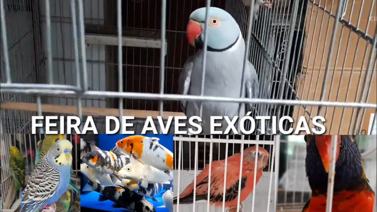 Feira de aves exóticas 