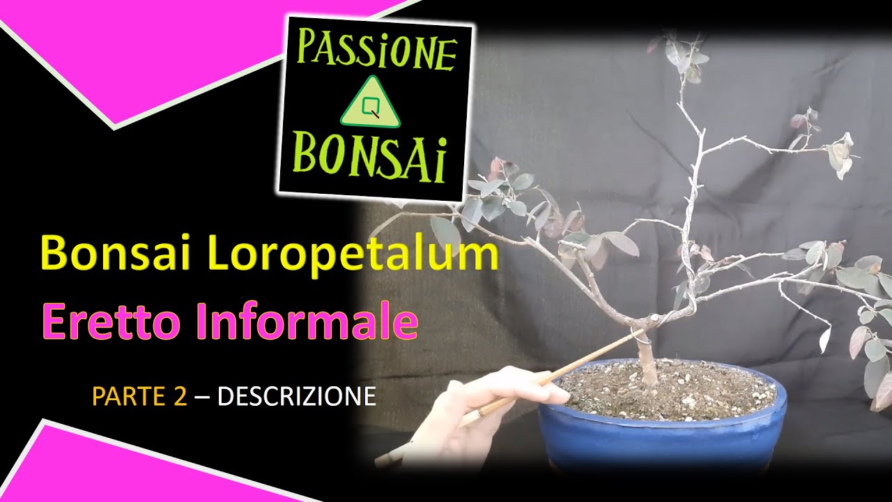 Bonsai Loropetalum Eretto Informale - Descrizione