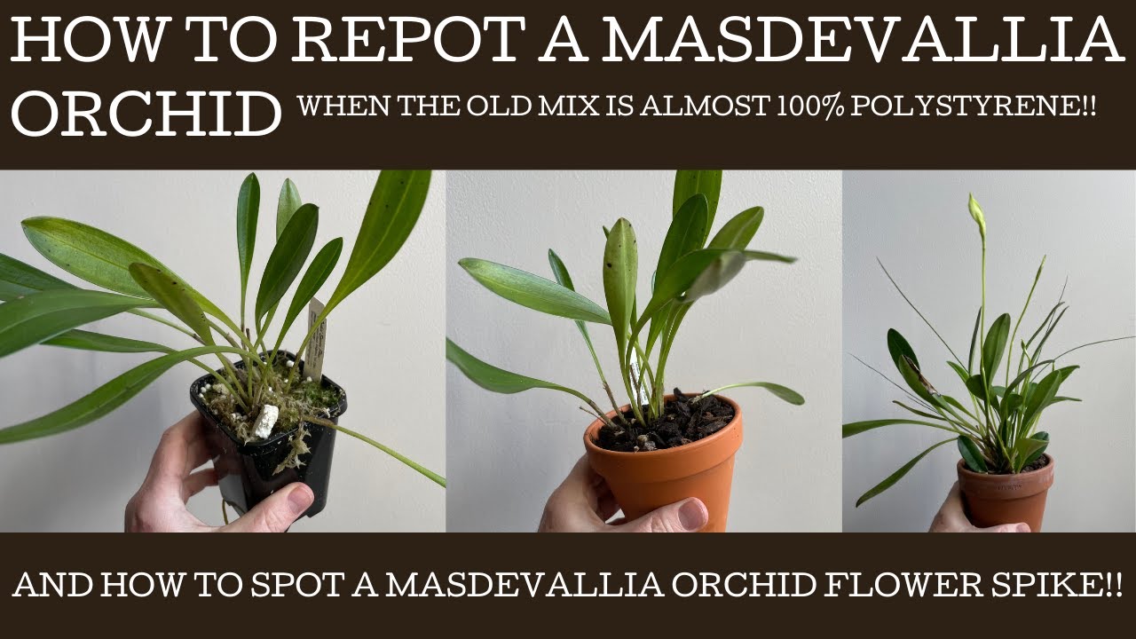 How to re-pot a Masdevallia orchid: these cold/cool growing terrestrial orchids are a breeze!