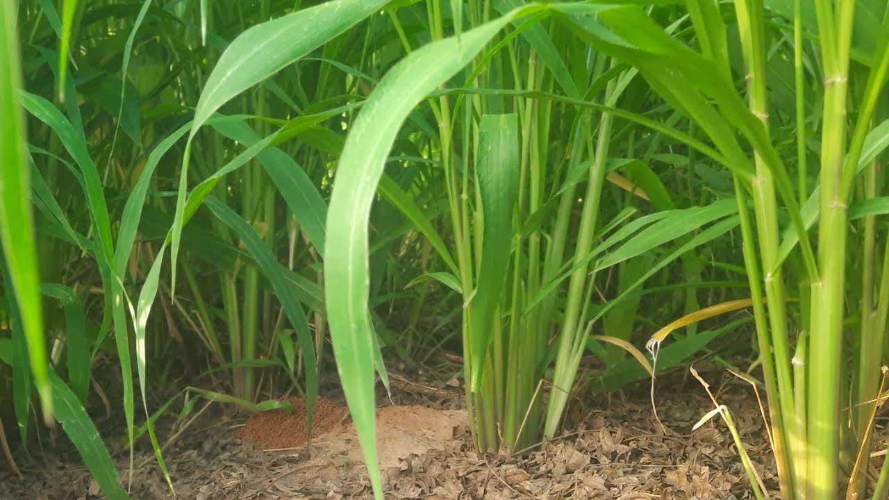 CAPIM MIYAGI COM 71 DIAS APÓS O PLANTIO E JA  COLOQUEI A EGUA PRA TOSAR UMA VEZ