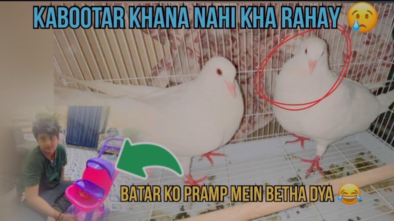kabootar bimar hogaya hai 😢 || batar ko pramp mein bethta dya 😂 ||