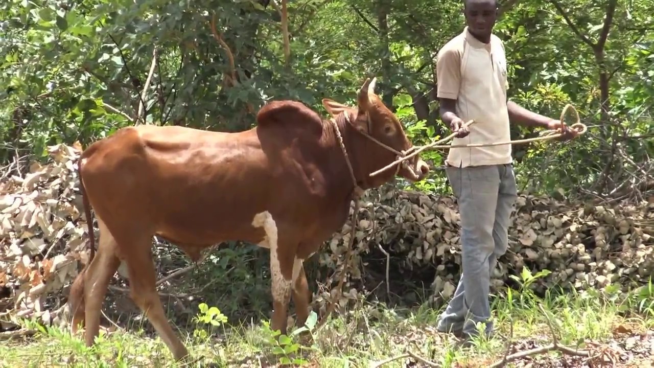 Conservation tillage, planting and cultivation with oxen in Burkina Faso