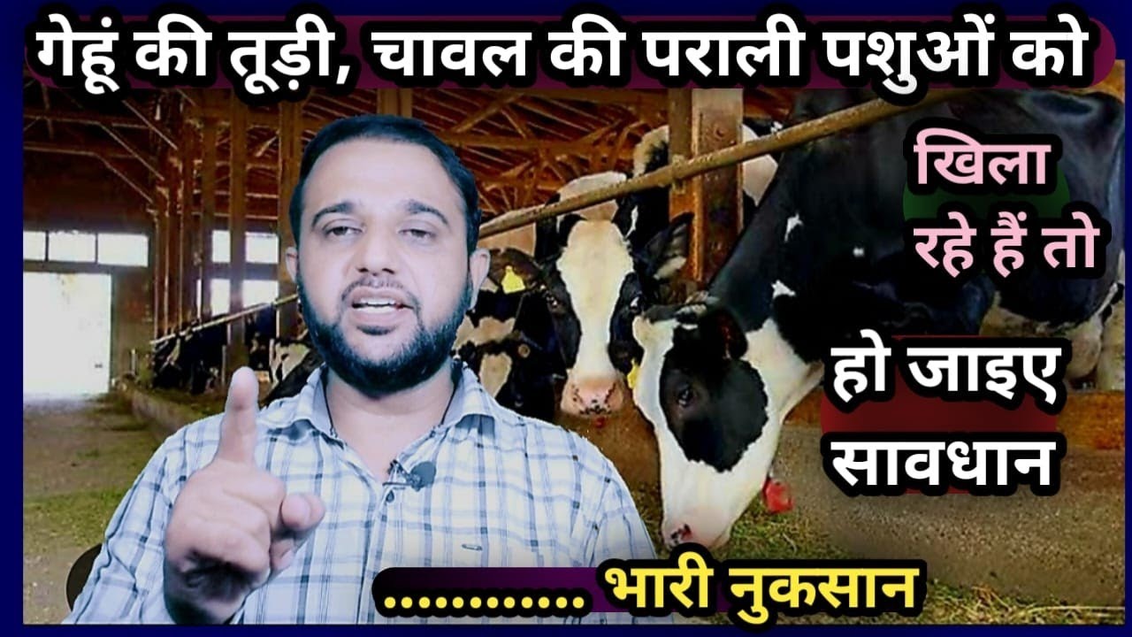 गेहूं की तुड़ी, चावल की पराली पशुओं को खिला रहे हैं तो हो जाइए सावधान............ भारी नुकसान Dairy