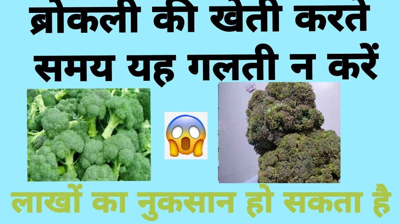 ब्रोकोली के रंग परिवर्तन के कारण ! ब्रोकोली की खेती