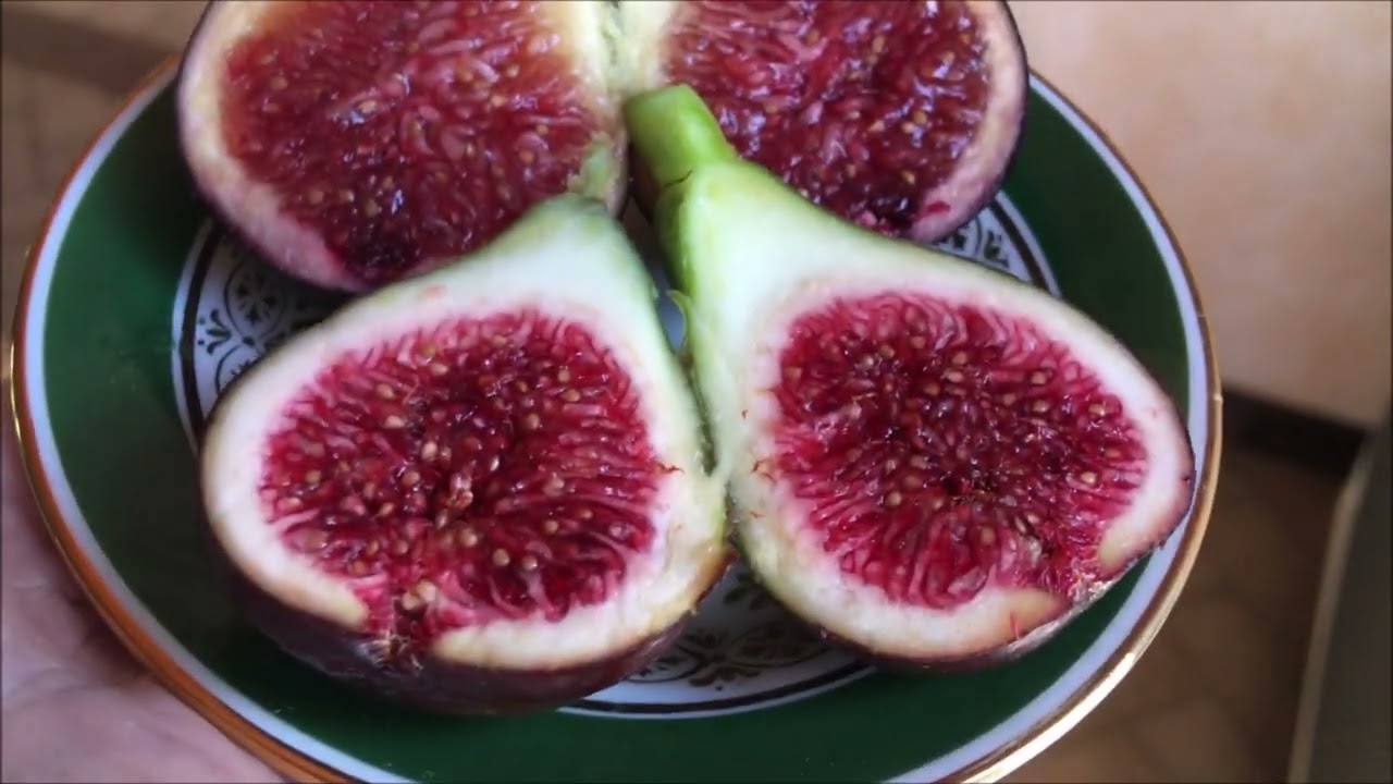 Figs. Инжир. Мой способ укоренения черенков осенью. Сравнение Rodona с CdDN. Dama Blanche, VdN, A-A.