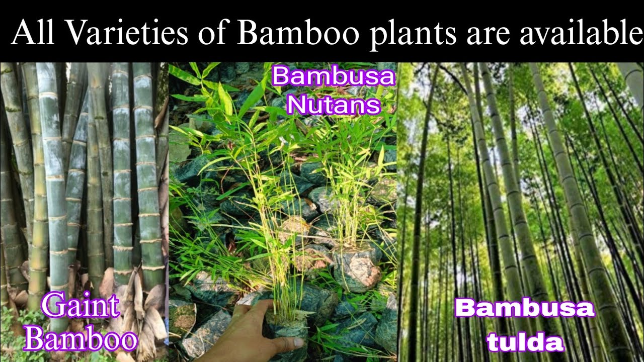 Bamboo plants || Dendrocalamus strictus || Bambusa Nutans ||  #bambooplants #bamboo #bambooprice.