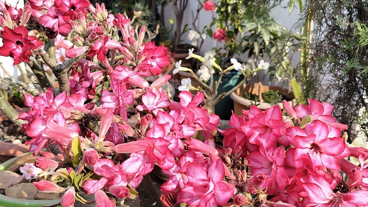 Kanha Garden at a glance # an overview 