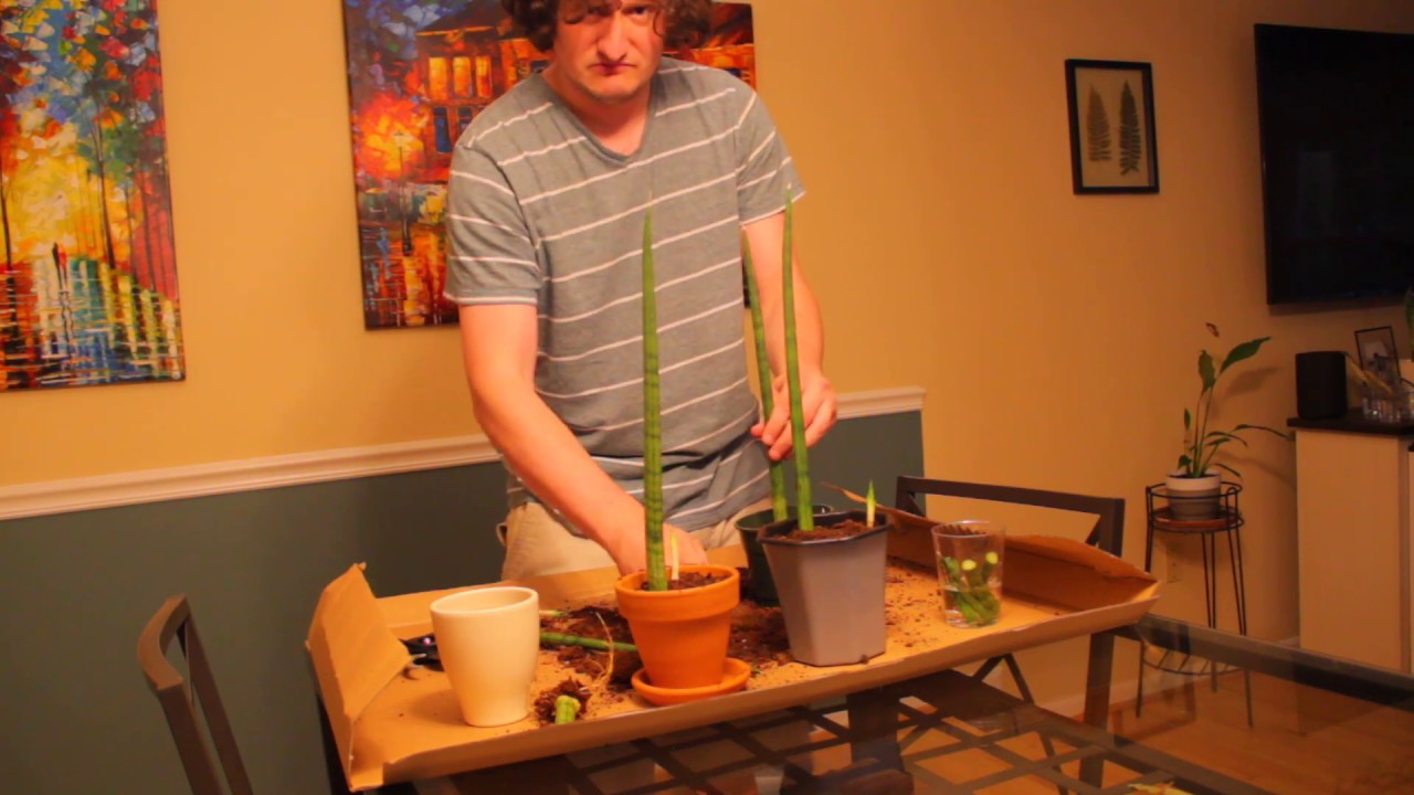 How to Propagate African Spear plant (sansevieria cylindrica)