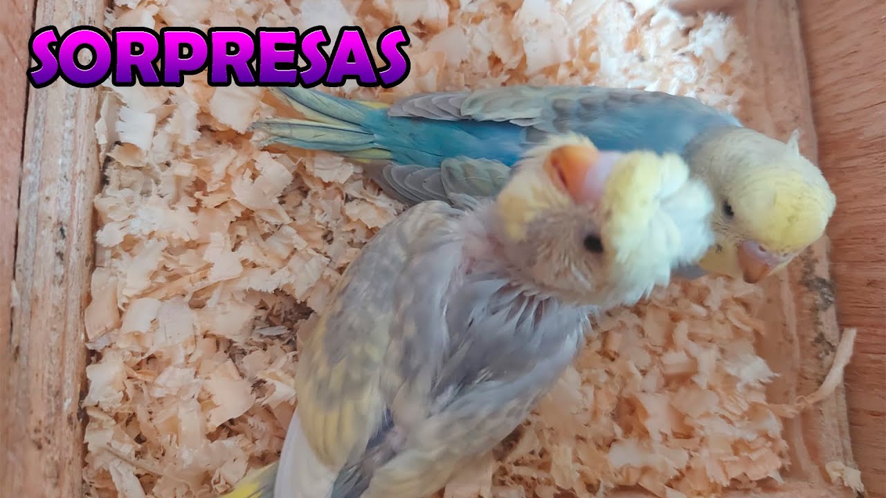 AVANCE DEL PROYECTO PERIQUITOS ARCOIRIS SORPRESAS🤨🤨