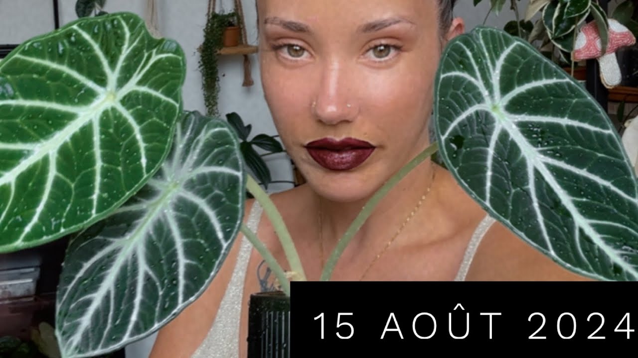 NOUVELLE VITRINE, UPDATE ALOCASIA et ANTHURIUM KINGCRYSTAXAOSXFORGETTI