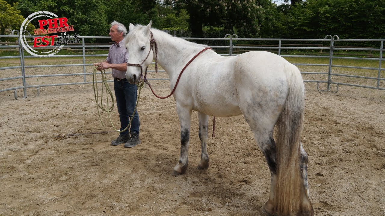Comment débourrer un cheval sans danger ?