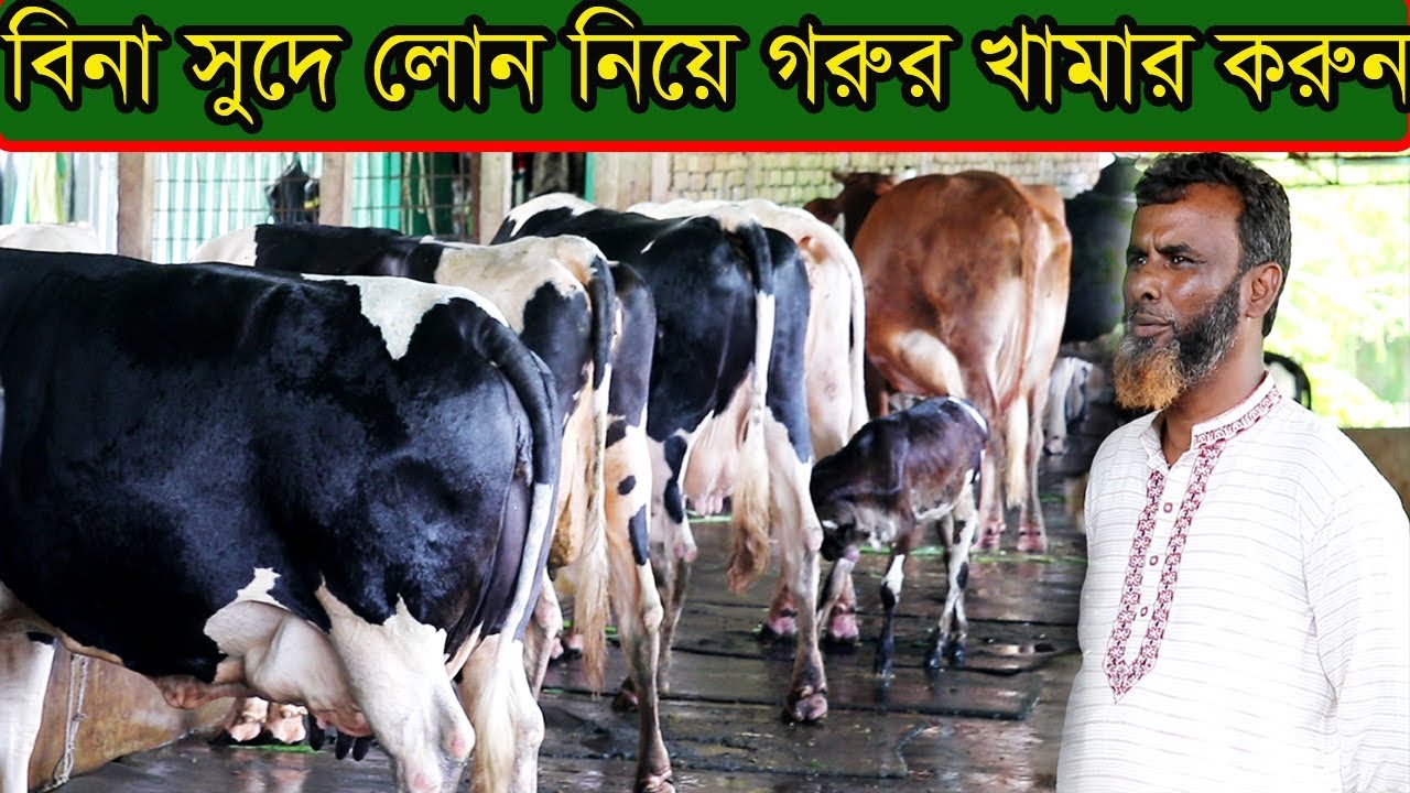 বিনা সুদে লোন নিয়ে গরুর খামার করুন এবং ২০থেকে৪০ লিটার দুধের গাভীর দাম জানুন dairy farm rejaul