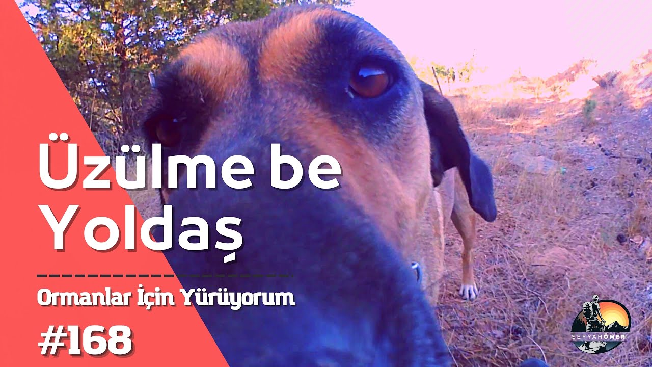 Üzülme Yoldaş| Yürüyerek Türkiye Turu | Travel on foot  | Ormanlar İçin Yürüyorum #81il81fidan #168