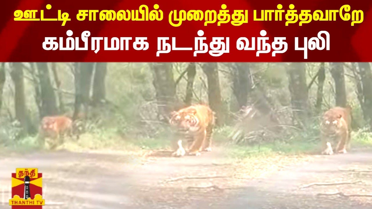 ஊட்டி சாலையில் முறைத்து பார்த்தவாறே.. கம்பீரமாக நடந்து வந்த புலி..! | Ooty | Tiger