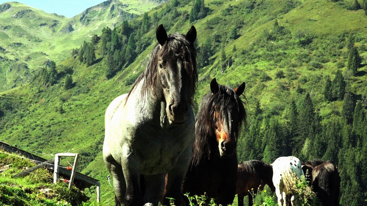Tiroler Noriker Deckhengste auf Sommerfrische