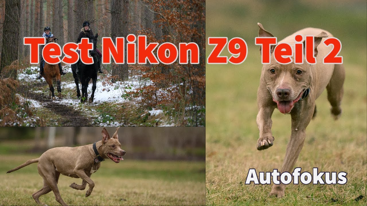 Nikon Z9 Test Teil 2 - Autofokus