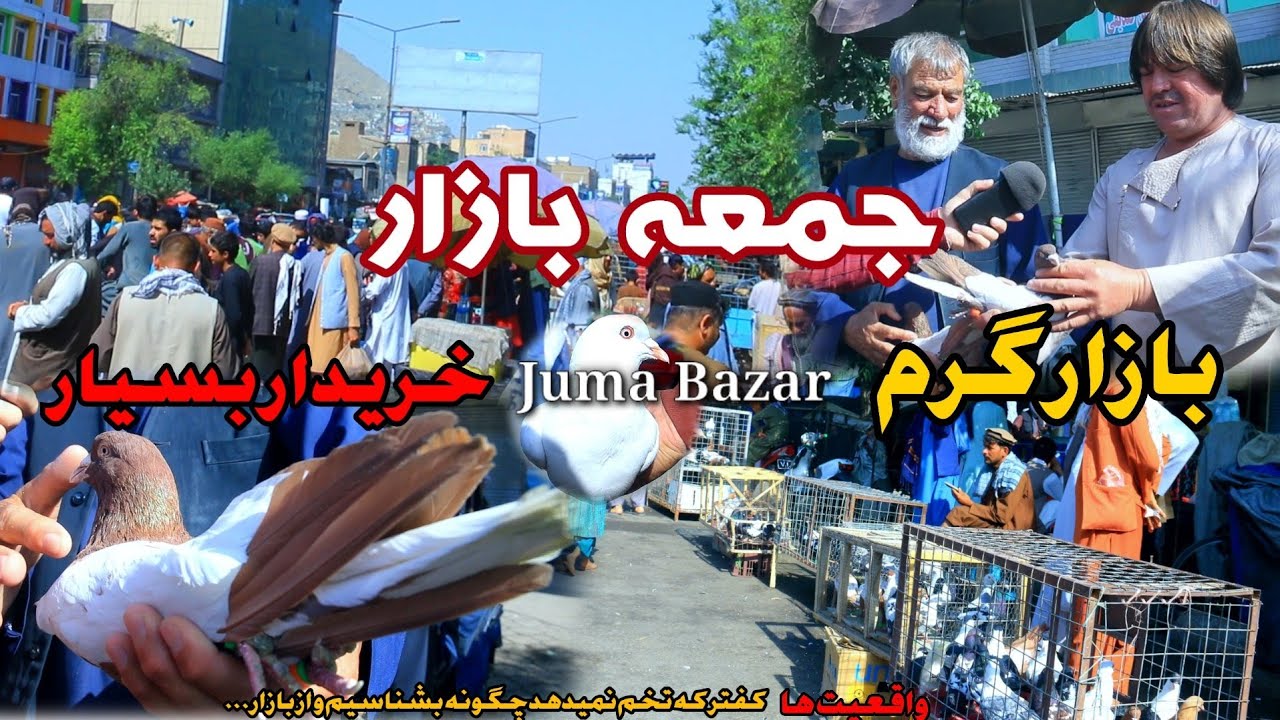 بازار گرم خریدار بسیار | کفتر که تخم نمیدهد چگونه بشناسیم و از بازار... | Friday Pigeon Bazar Kabul