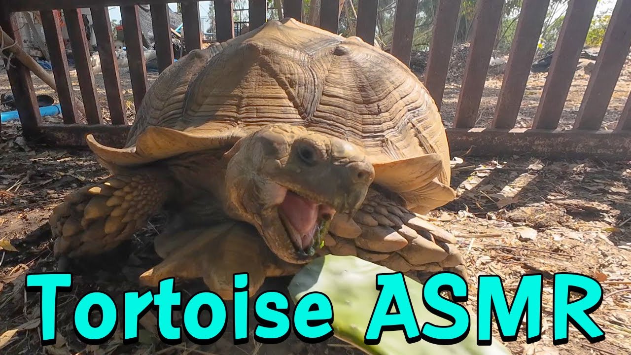Tortoise ASMR: Eating cactus pads.