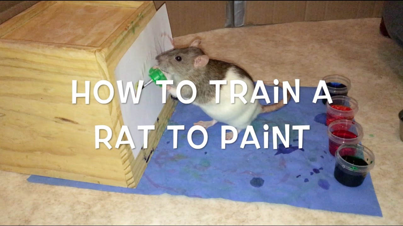 How to Train a Rat to Paint