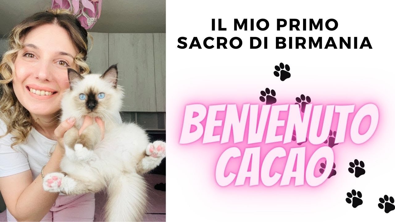 IL MIO PRIMO CUCCIOLO ♡- GATTO SACRO DI BIRMANIA