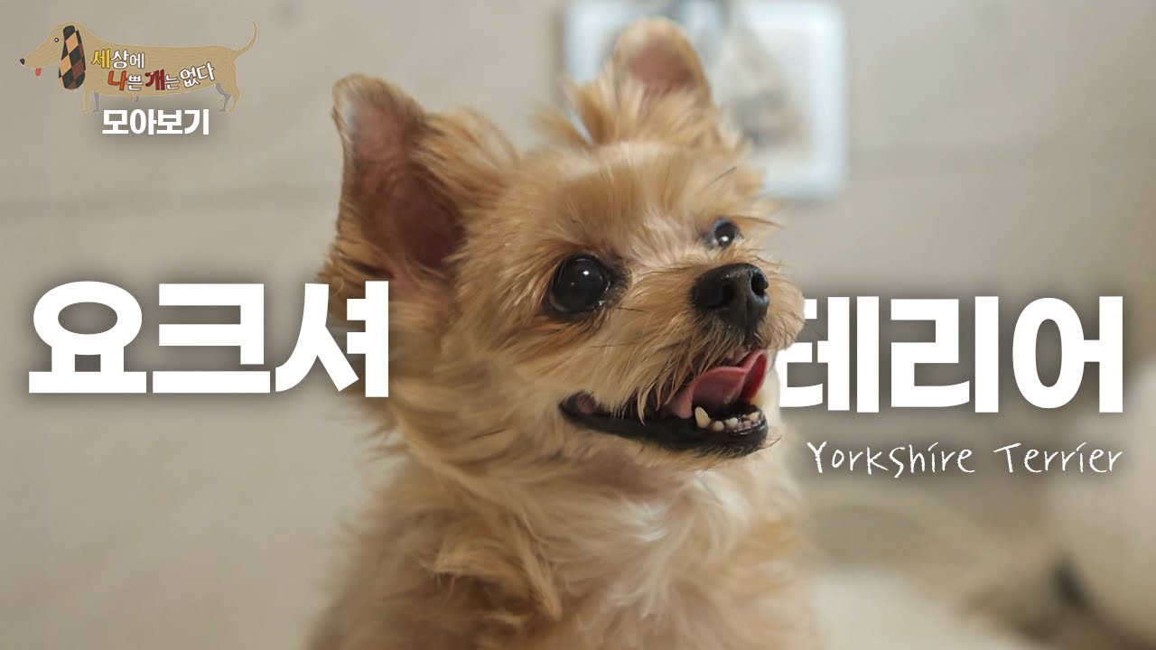 [세나개 댕모아] ‘움직이는 보석’이라는 별명으로 유명한 요크셔테리어의 문제 행동 🐶요크셔테리어 편