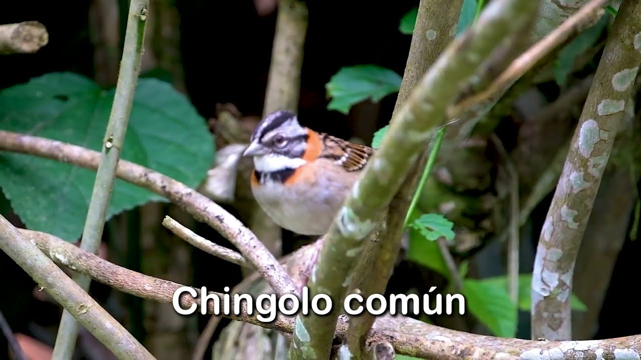 CHINGOLO COM&Uacute;N, Las M&Aacute;S BELLAS AVES DE COSTA RICA