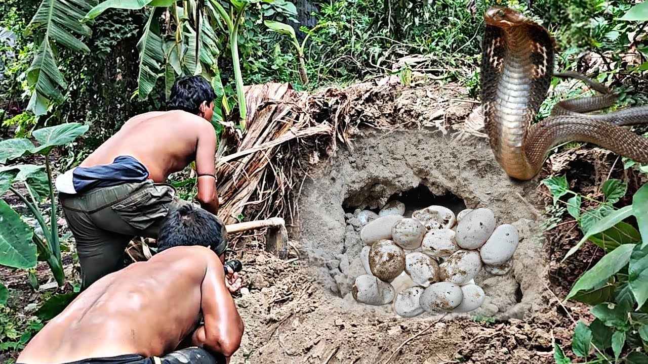 সাপের ডিম উদ্ধার ঘিরে ছড়ালো আতঙ্ক! Cobra Eggs Found #rescue #wildlife #snakesaverbrothers