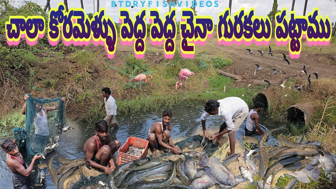 చాలా రోజుల తర్వాత ఈరోజు మళ్ళీ వేటకువెళ్ళాము#penumudi #villagevideos #koramenu #fishing #prawns #crab