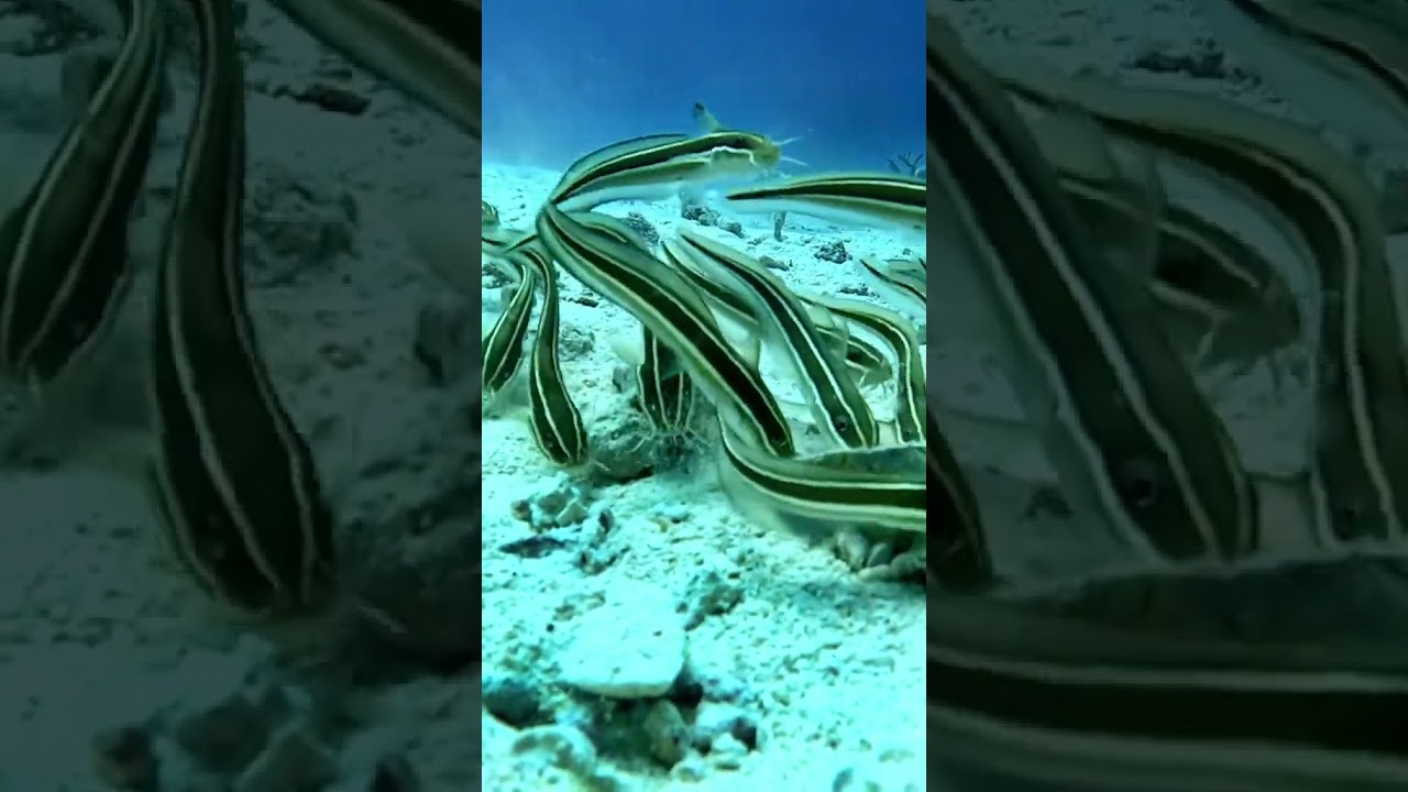 #scubadiving