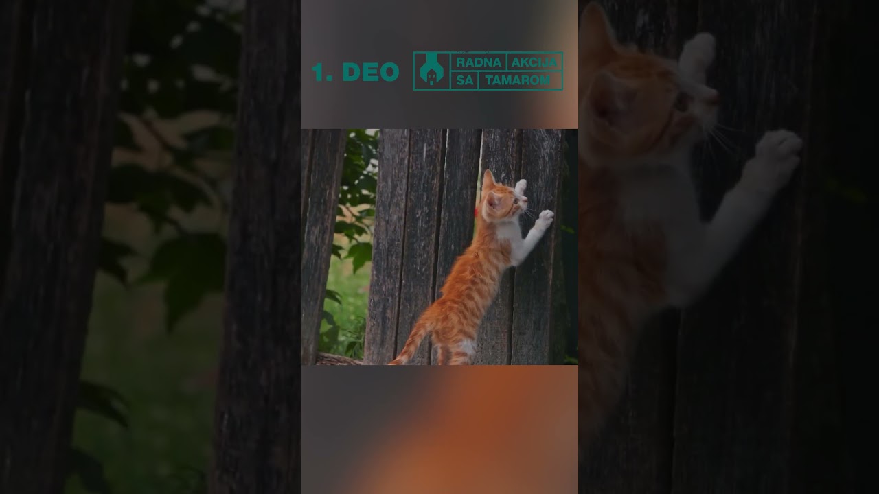 Celu epizodu gledajte na linku ispod | Radna akcija sa Tamarom #prva #prvatv #shorts