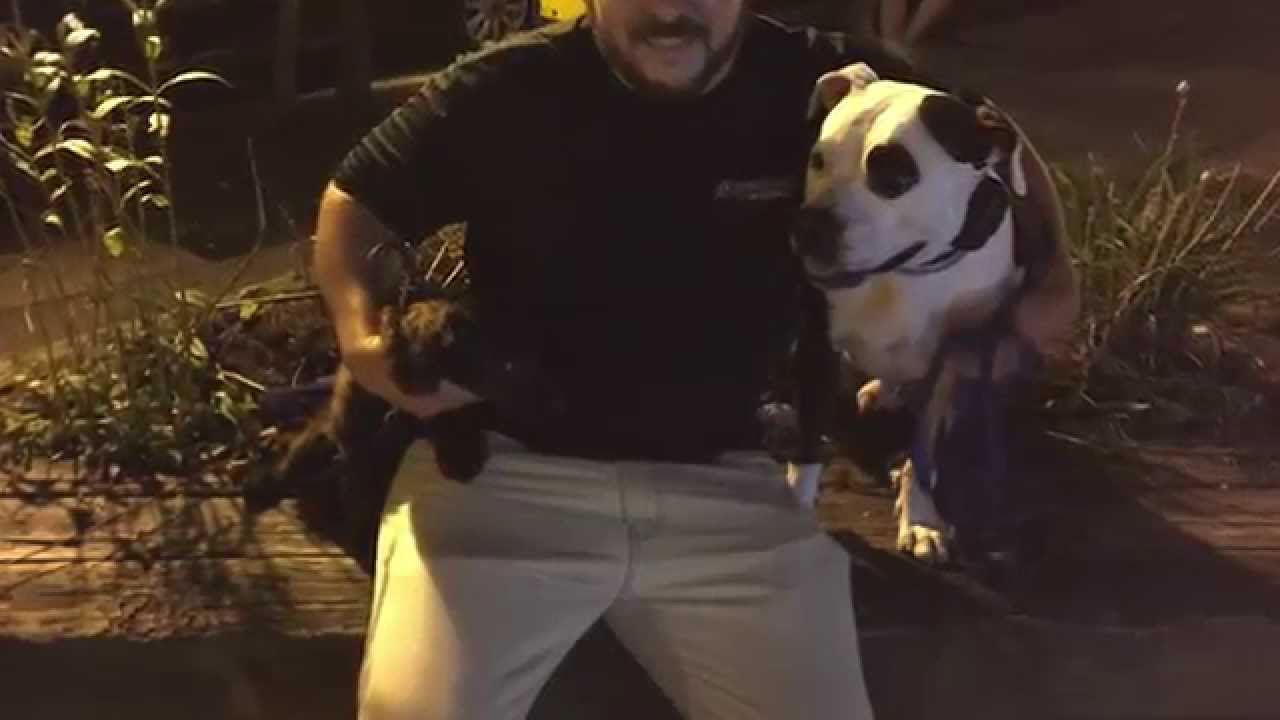 Long Island Dog Trainer: Pitbull with Amazing Obedience- Best Pitbull trainers in NY