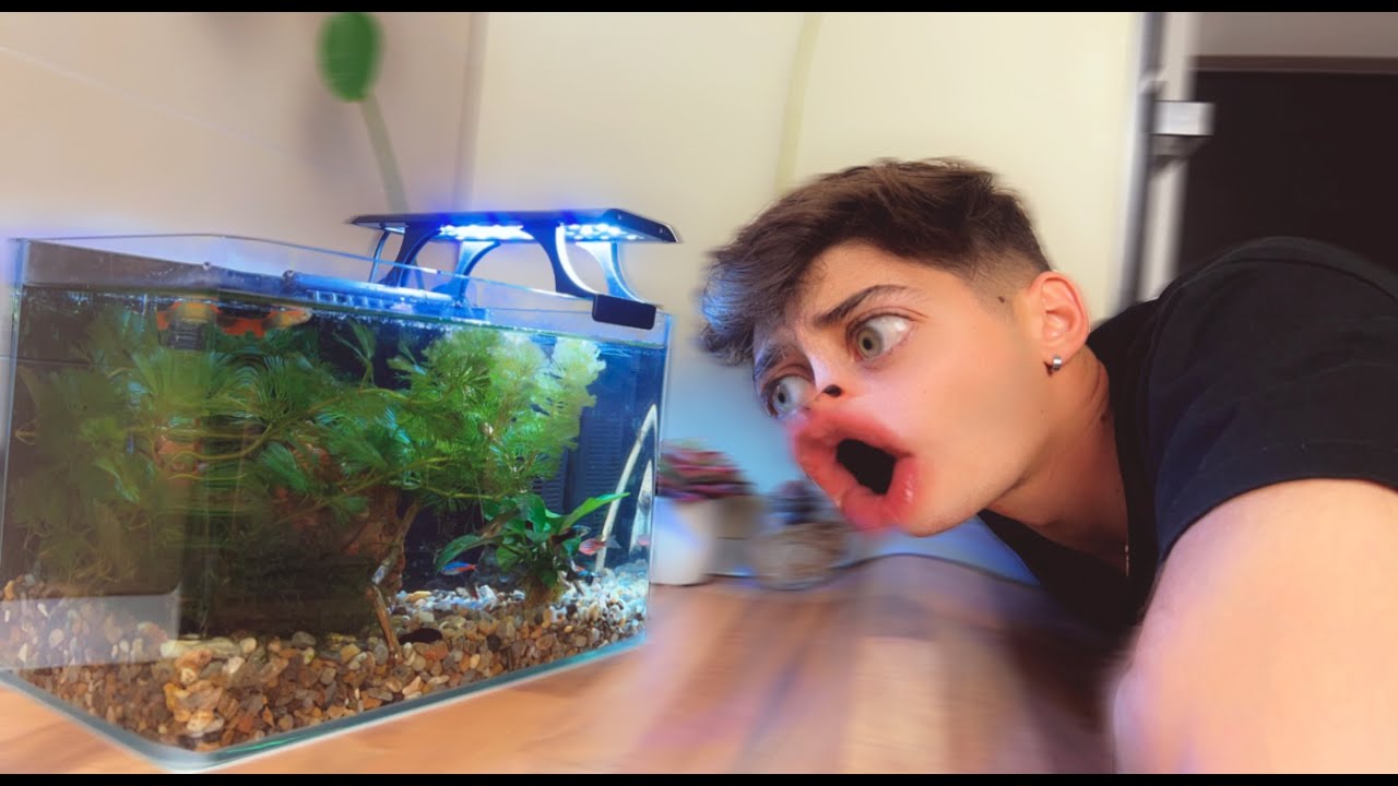 DEREGLAŢII - CE VIATĂ ARE PEŞTII ASTIA S7 Ep8