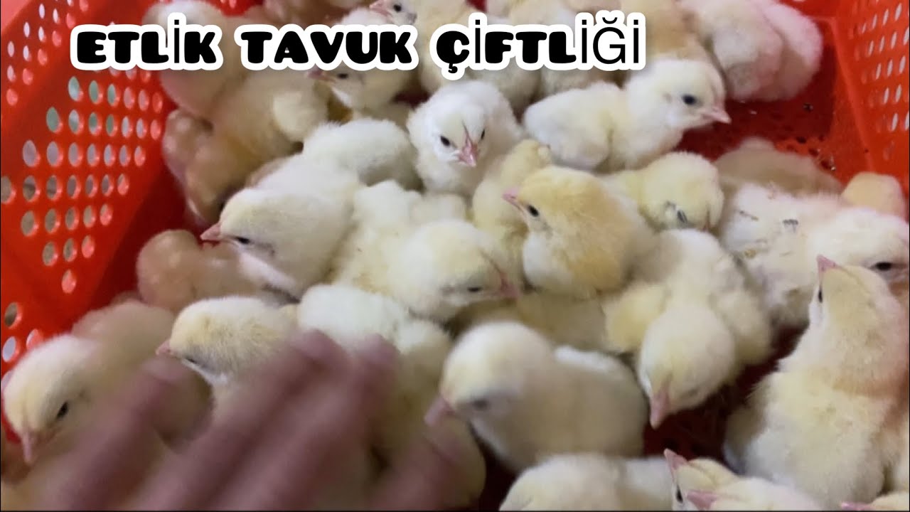 ETLİK TAVUK ÇİFTLİĞİ KURACAKLAR İZLESİN! DİKKAT ETMENİZ GEREKEN HUSUSLAR