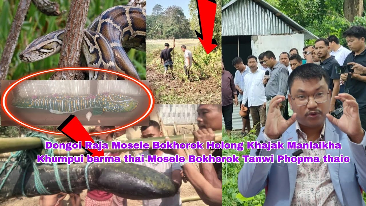 Mosele Bokhorok Holong Khajak Mankha Tanwi Phopma thaio Baghirat kami | Raima Saima ni Koboi kothoma