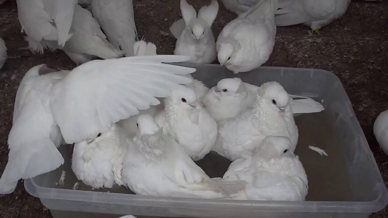 Pigeons Pool Party