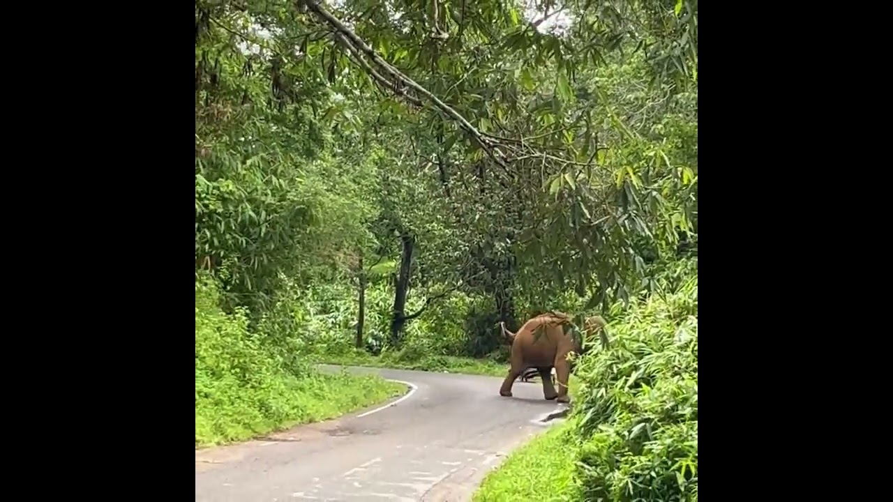 Wildlife's Brutal Reality: From Murky Waters to Savage Attacks! #shorts
