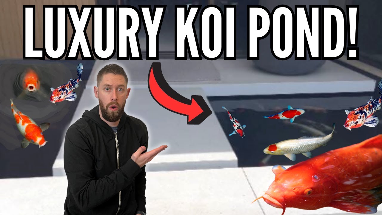 Stunning Koi Pond Tour in Hollywood Hills - Impressive 2,000 Gallon Setup!