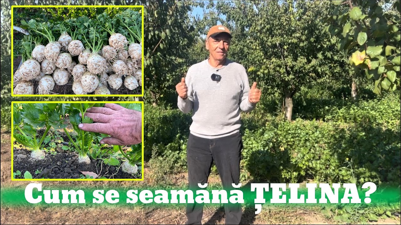 Cum se seamănă țelina?