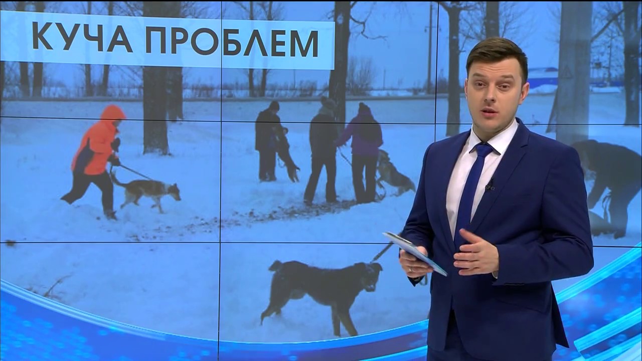 Омичи жалуются на владельцев собак