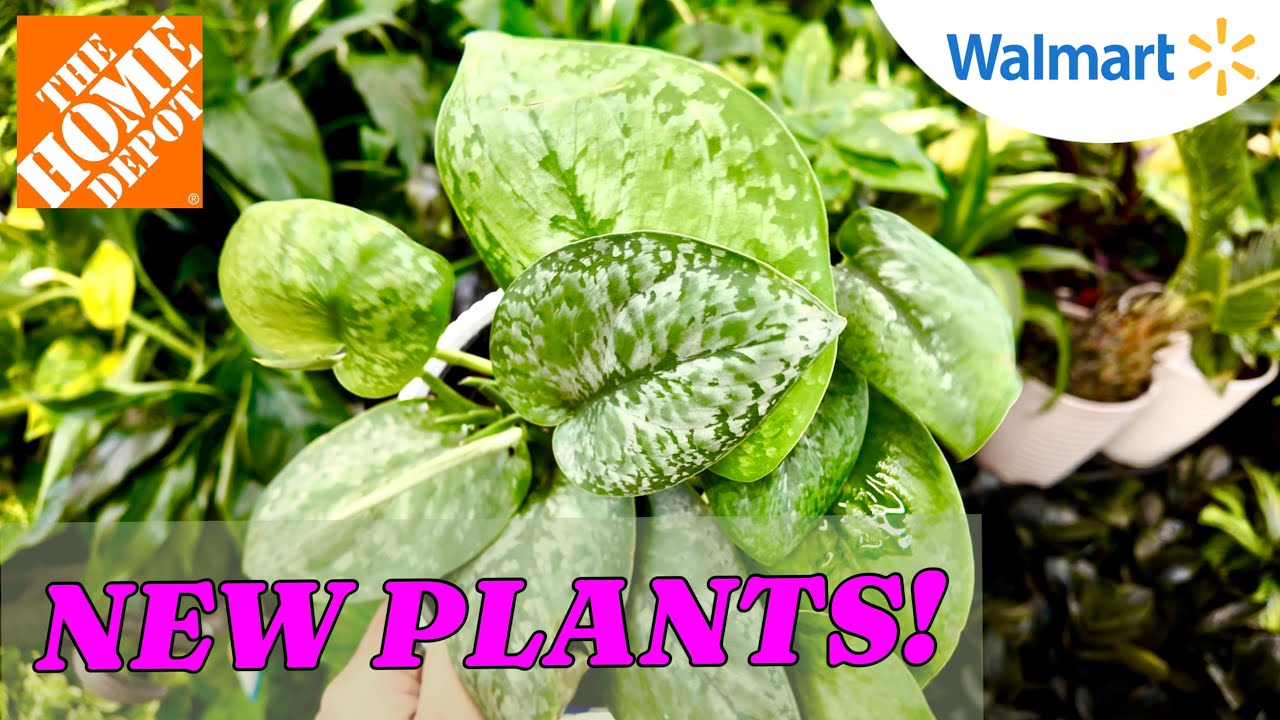 NEW Plant Finds at Home Depot and Walmart