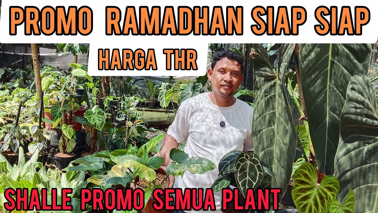PROMO RAMADHAN SIAP-SIAP HARGA THR‼️SHALLE PROMO SEMUA PLANT TANAMAN HIAS 
